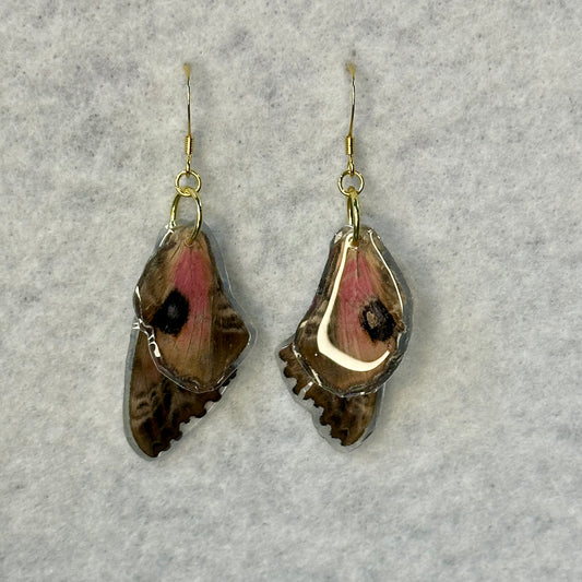 Sphinx Moth Earrings